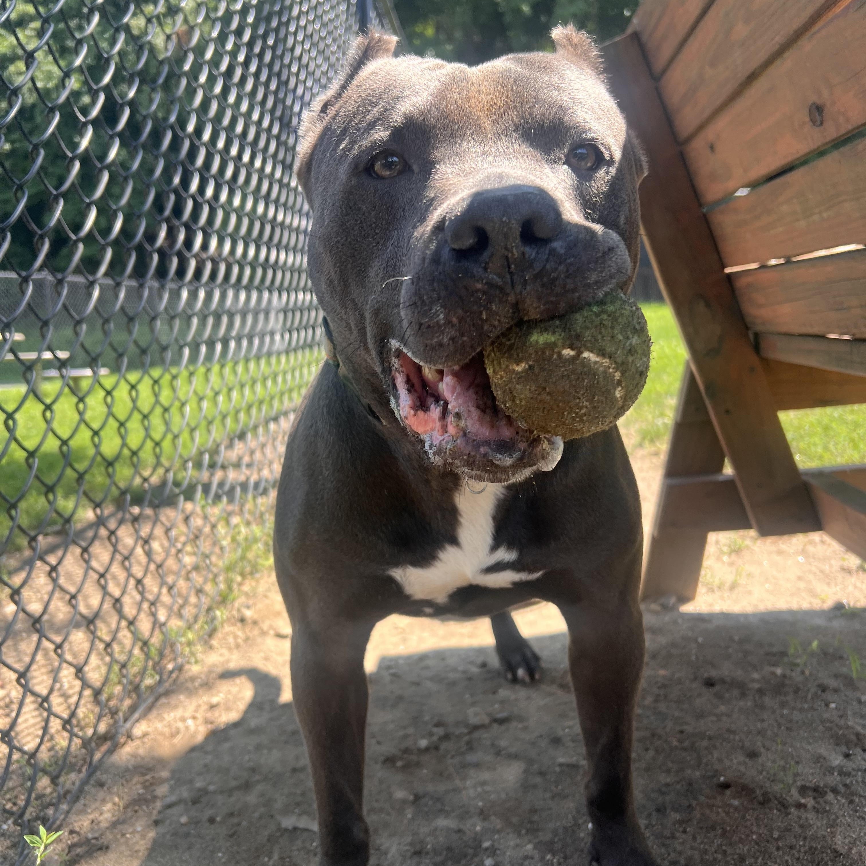Ziggy, Adoptable, Young Male American Staffordshire Terrier.