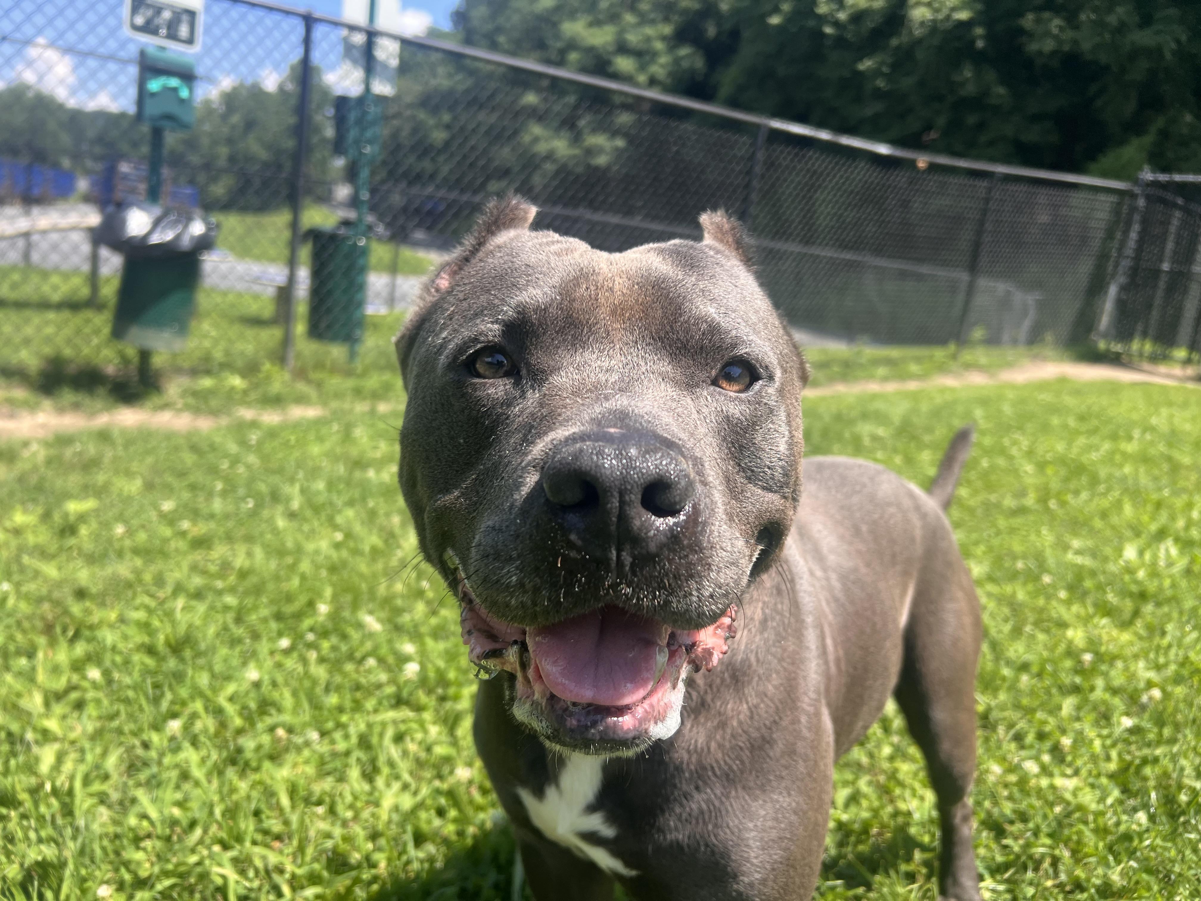Enlarge Ziggy, a Adoptable mixed breed in Yonkers, NY image 2/5