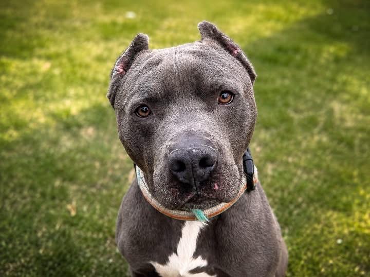 Enlarge Ziggy, a Adoptable mixed breed in Yonkers, NY image 3/5