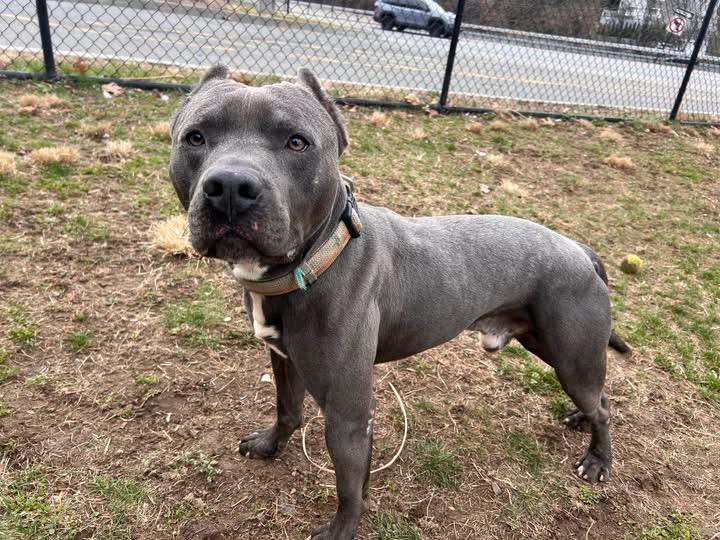 Enlarge Ziggy, a Adoptable mixed breed in Yonkers, NY image 5/5