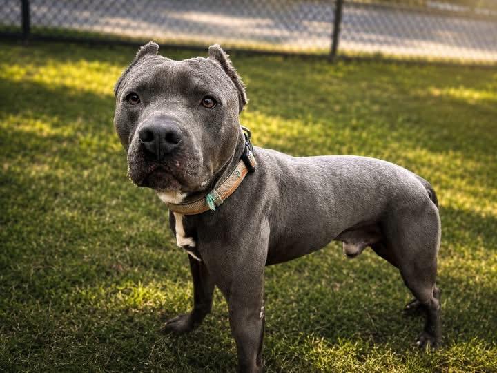 Enlarge Ziggy, a Adoptable mixed breed in Yonkers, NY image 4/5