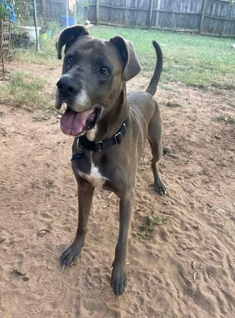 Duke, Adoptable, Adult Male Great Dane.