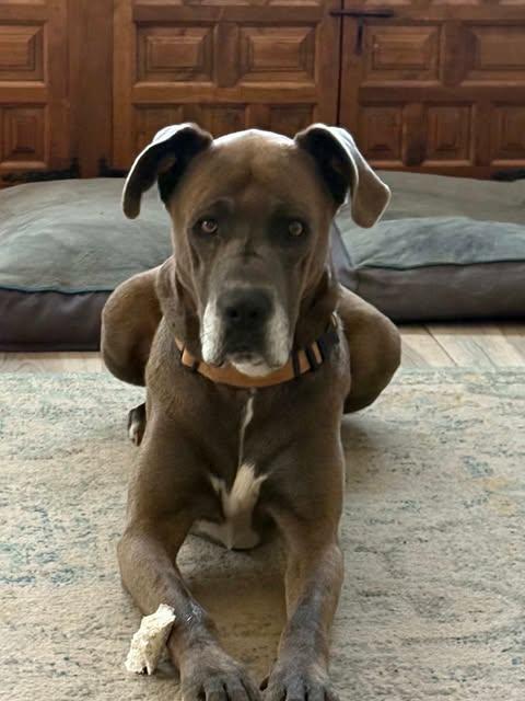 Enlarge Duke, a Adoptable mixed breed in Pensacola, FL image 2/6