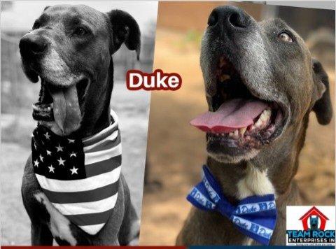 Duke, a Adoptable mixed breed in Dothan, AL image 2/6