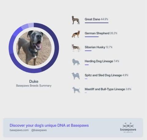 Duke, a Adoptable mixed breed in Dothan, AL image 6/6