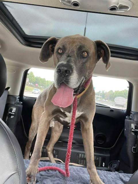 Enlarge Duke, a Adoptable mixed breed in Pensacola, FL image 3/6