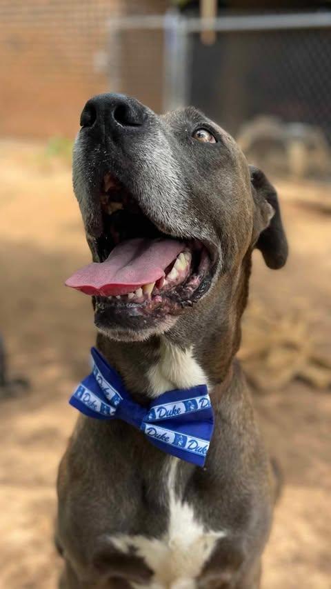 Enlarge Duke, a Adoptable mixed breed in Pensacola, FL image 5/6