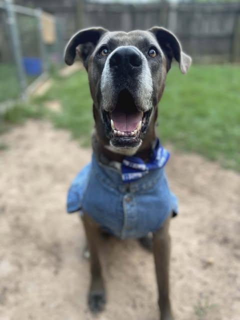 Duke, a Adoptable mixed breed in Dothan, AL image 3/6