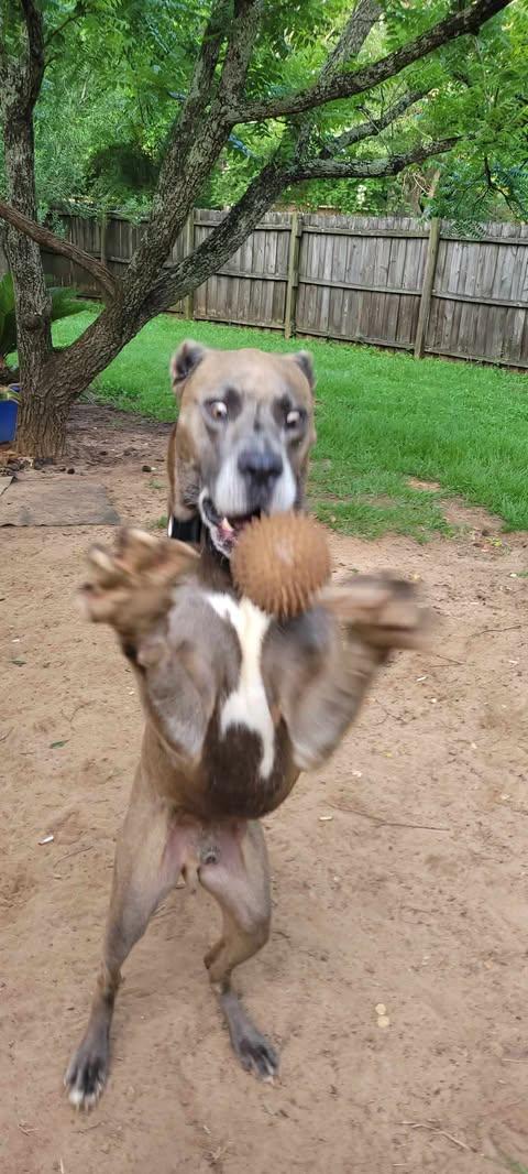 Enlarge Duke, a Adoptable mixed breed in Pensacola, FL image 4/6