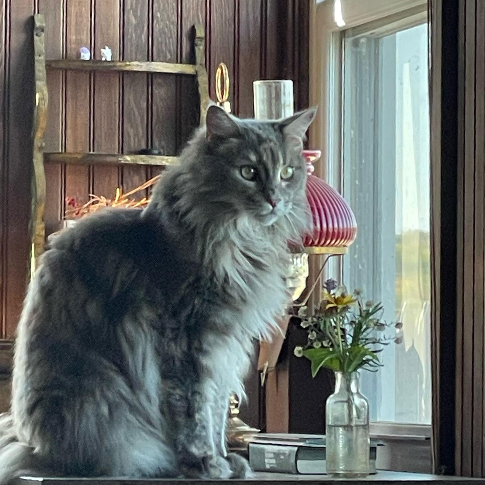 Sabbath, Adopted, Adult Female Maine Coon.