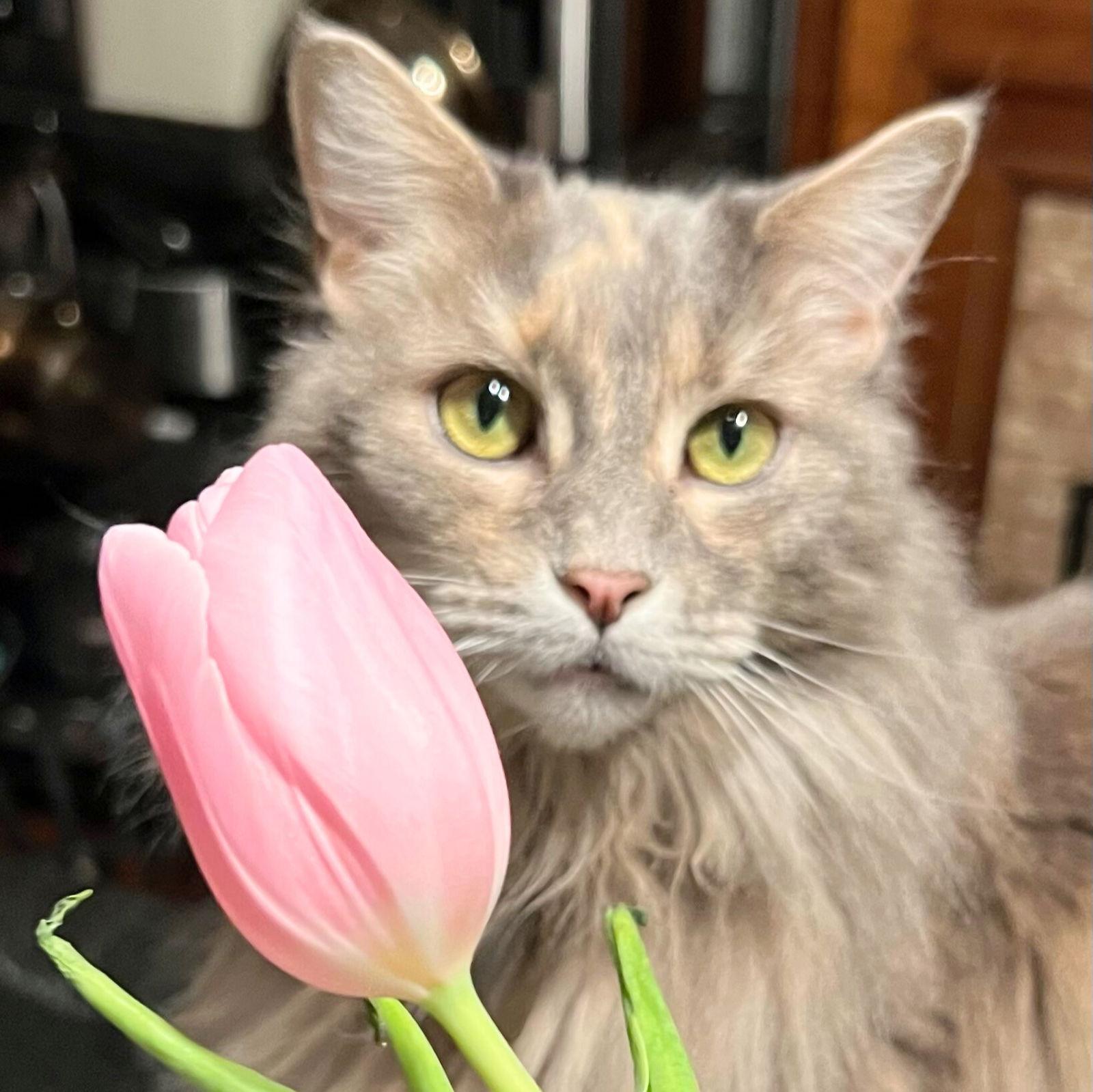 Enlarge Sabbath, a Adopted Maine Coon in Brooklyn, NY image 2/3