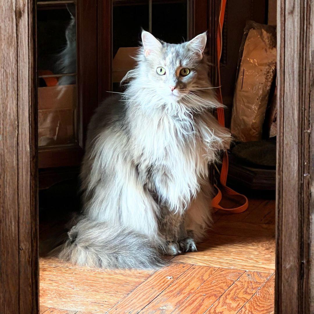 Enlarge Sabbath, a Adopted Maine Coon in Brooklyn, NY image 3/3