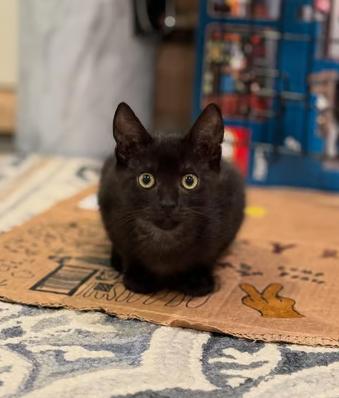 Peanut, Adoptable, Young Female Domestic Short Hair.