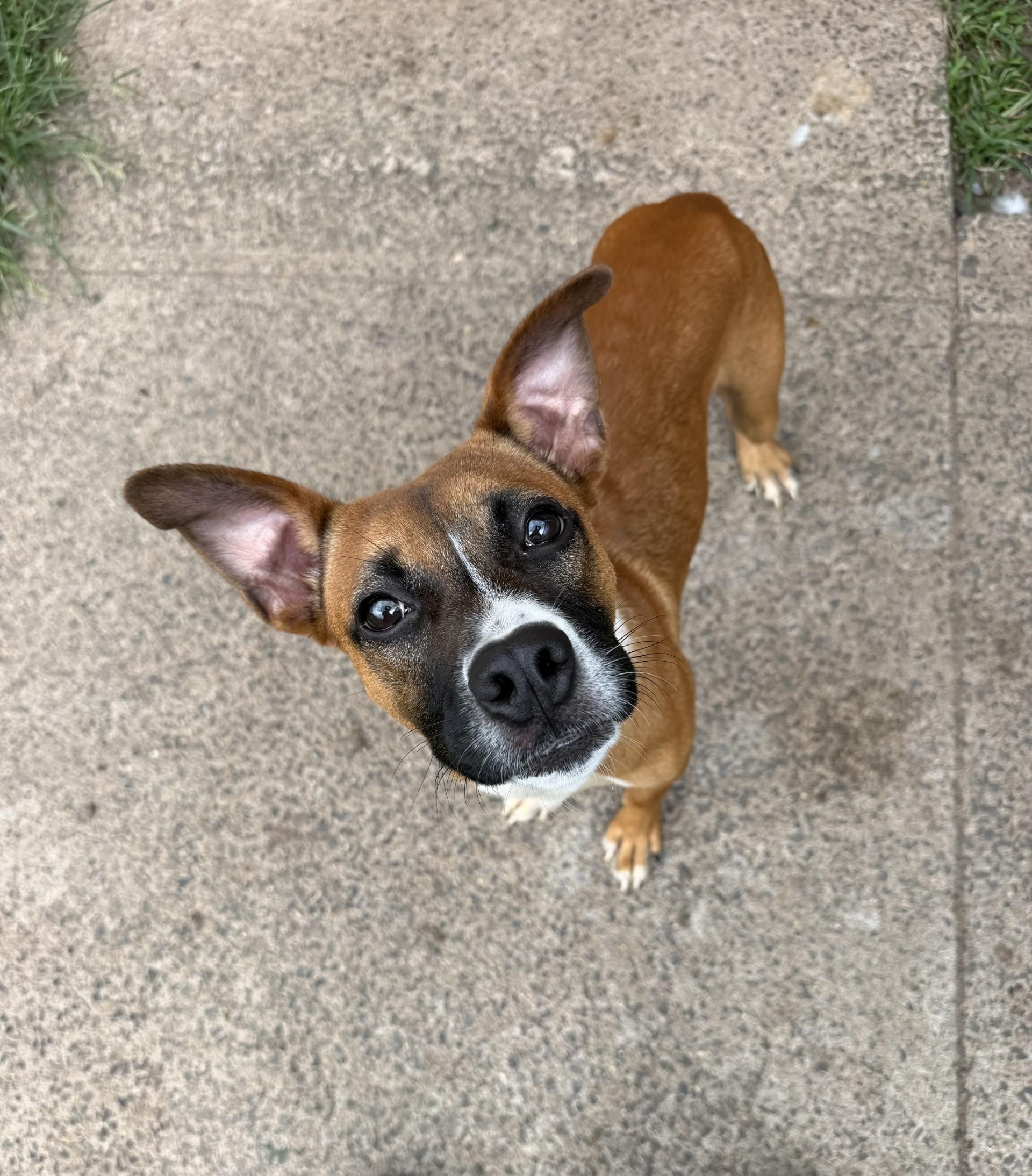 Ruger, adopted, Young Male Boxer.