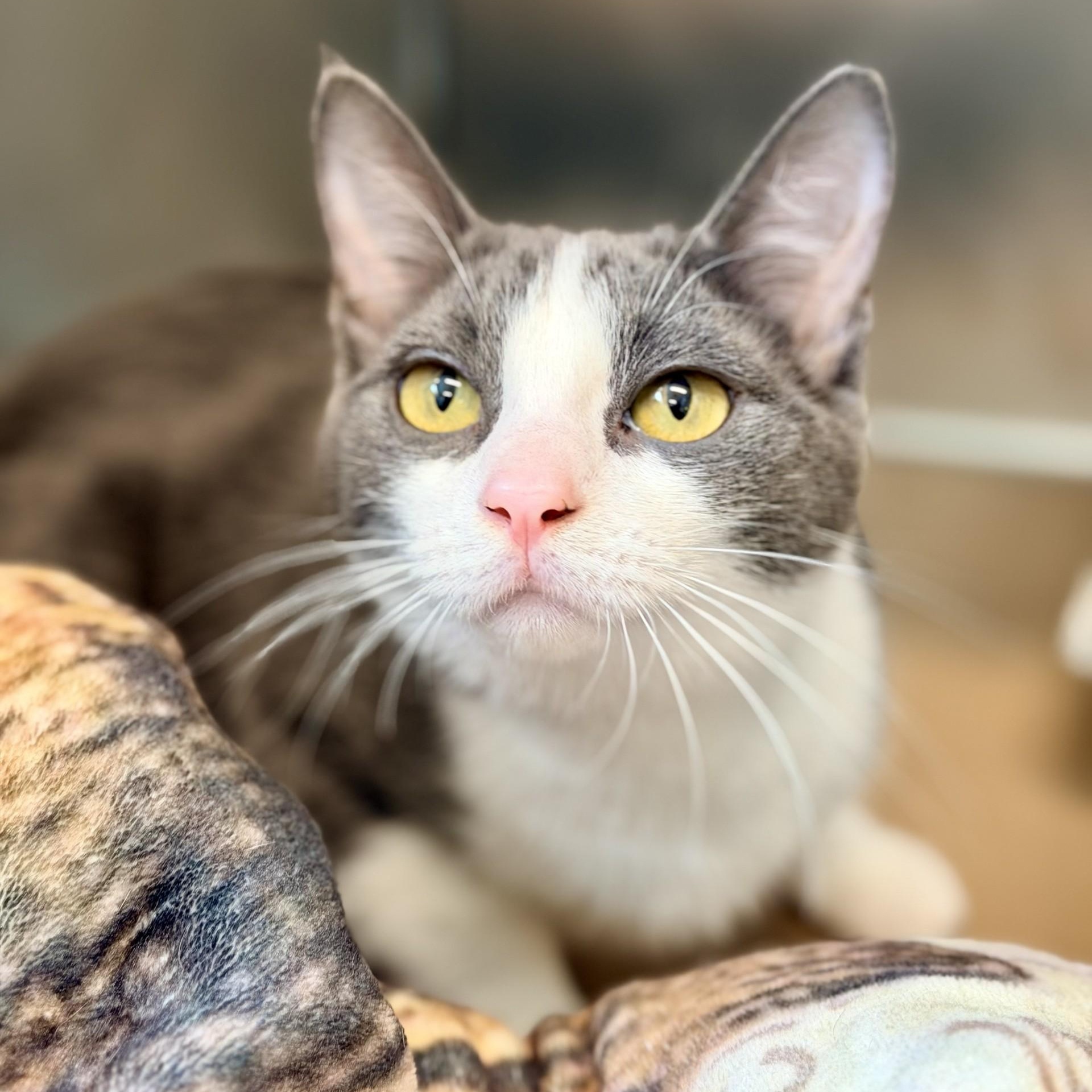 Liberty, ADOPTABLE, Adult Female Domestic Short Hair.