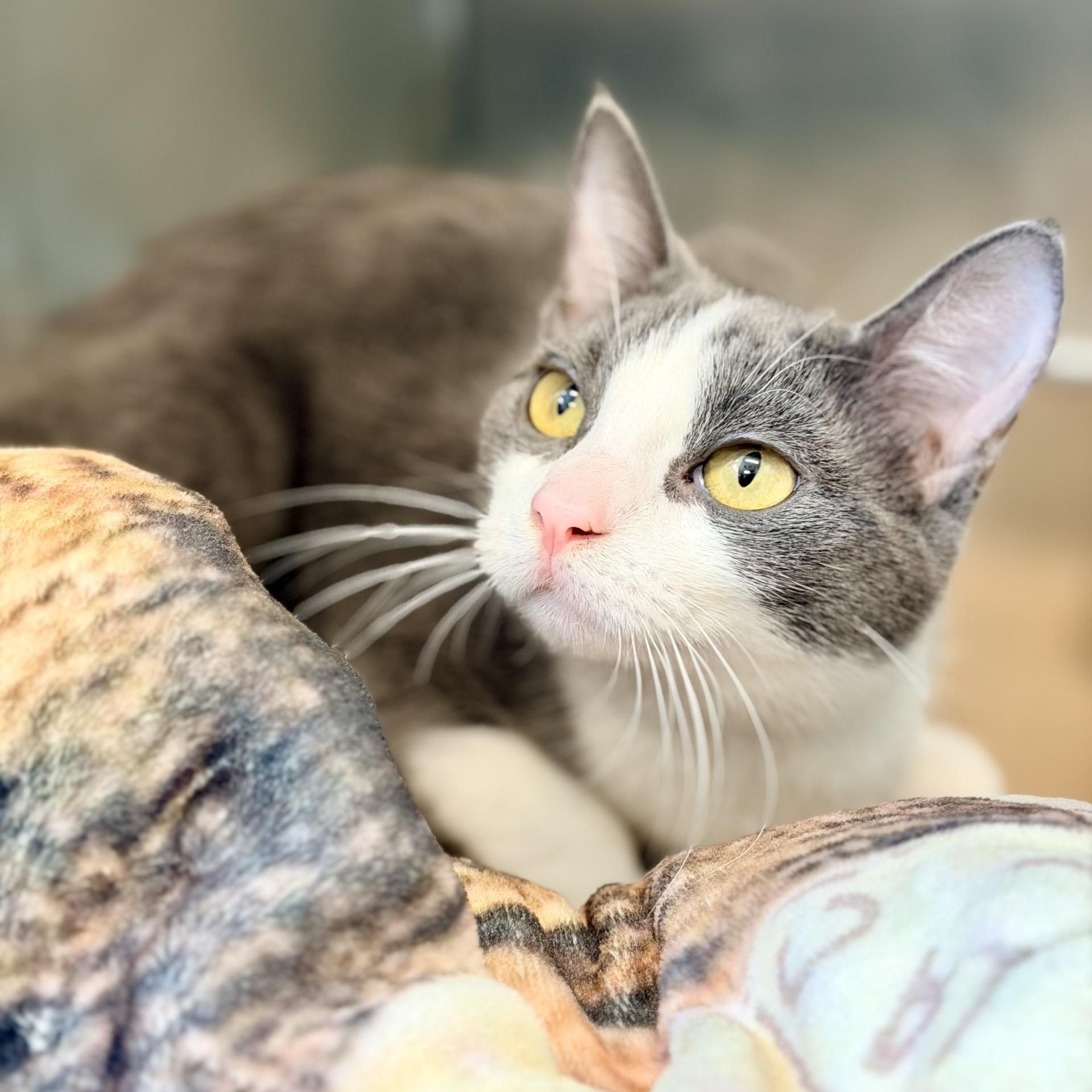 Enlarge Liberty, a ADOPTABLE Domestic Short Hair in Jackson, NJ image 2/2