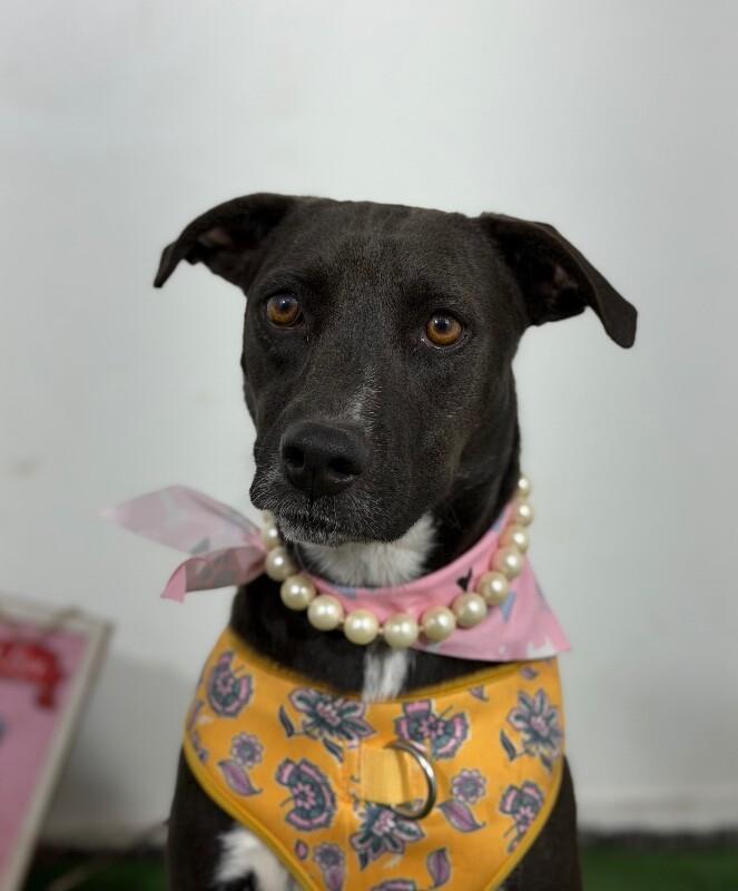 Enlarge Gretel-One of our Amazing Rescue Dogs, a Adoptable mixed breed in Sparks, NV image 1/1