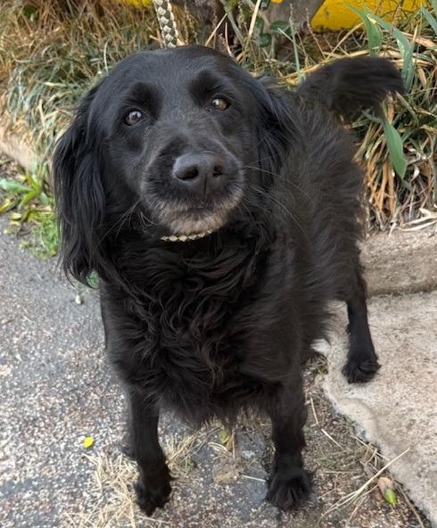 Enlarge Lily, a Adoptable mixed breed in Thompson Falls, MT image 1/1