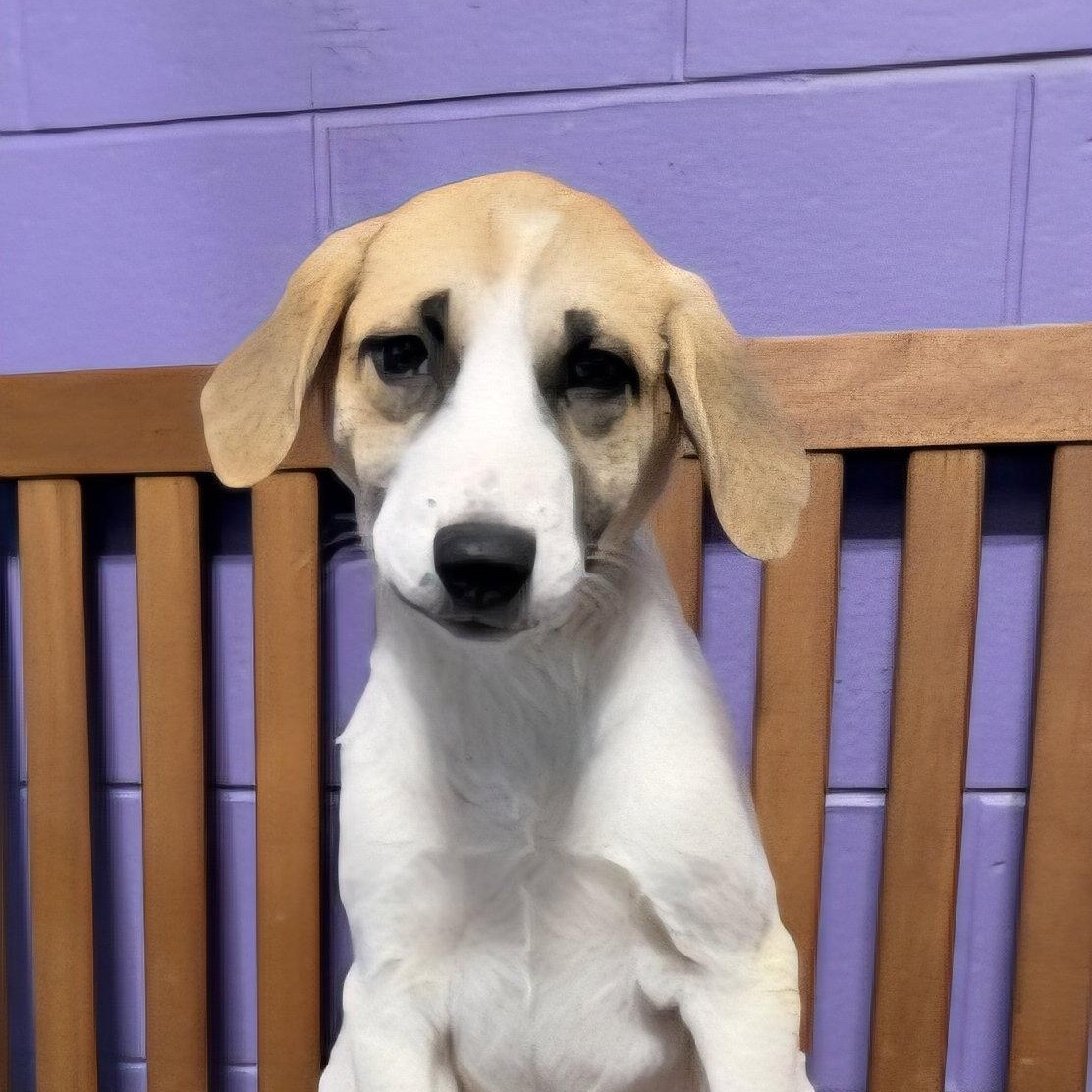 **TANYA**, Adoptable, Puppy Female Great Pyrenees & Labrador Retriever.