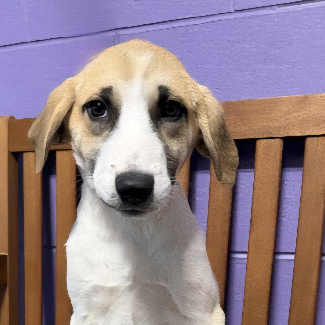 Enlarge **TANYA**, a Adoptable mixed breed in North Prairie, WI image 2/3