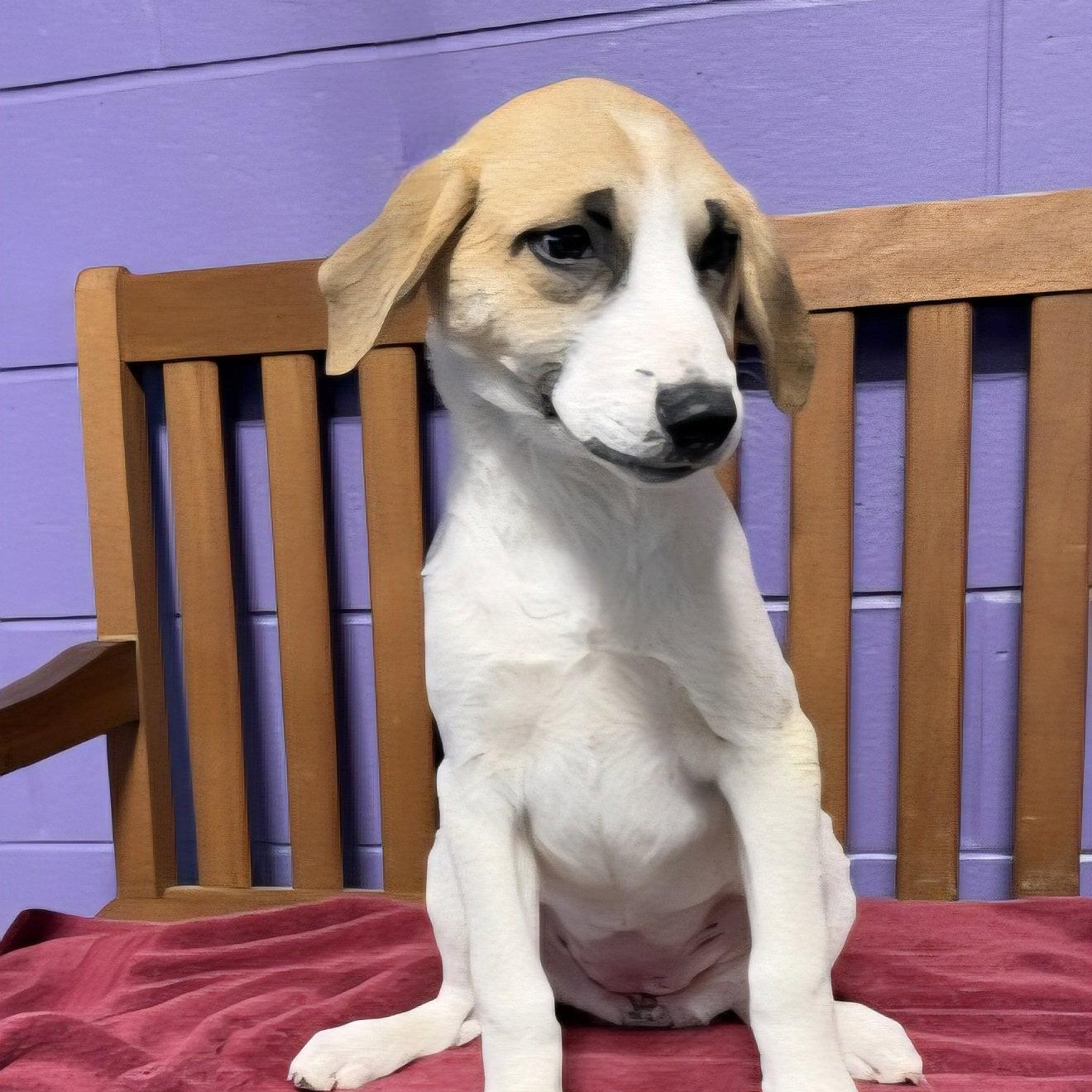 Enlarge **TANYA**, a Adoptable mixed breed in North Prairie, WI image 3/3