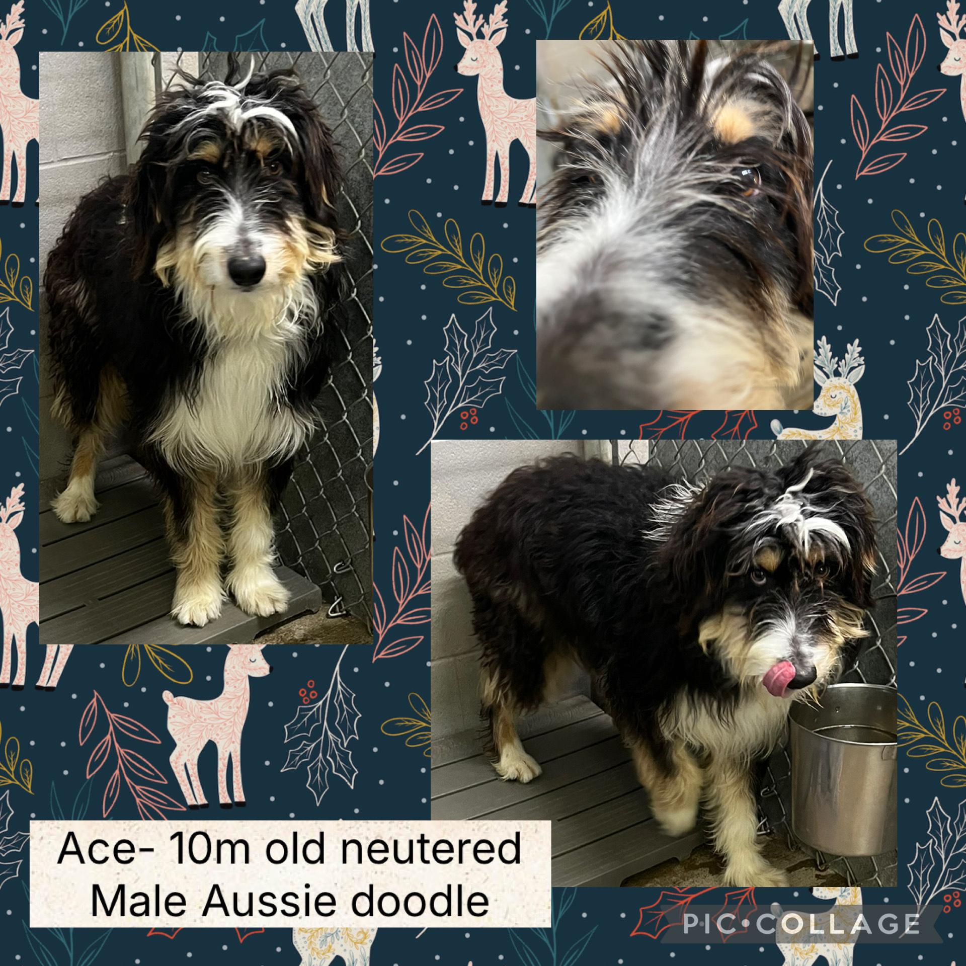 Enlarge Ace, a ADOPTABLE Aussiedoodle in Bryan, OH image 1/1