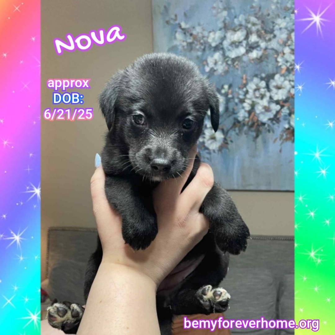 Nova