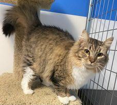 Enlarge Annie Mae, a Adoptable Dilute Calico in Monticello, IL image 1/4