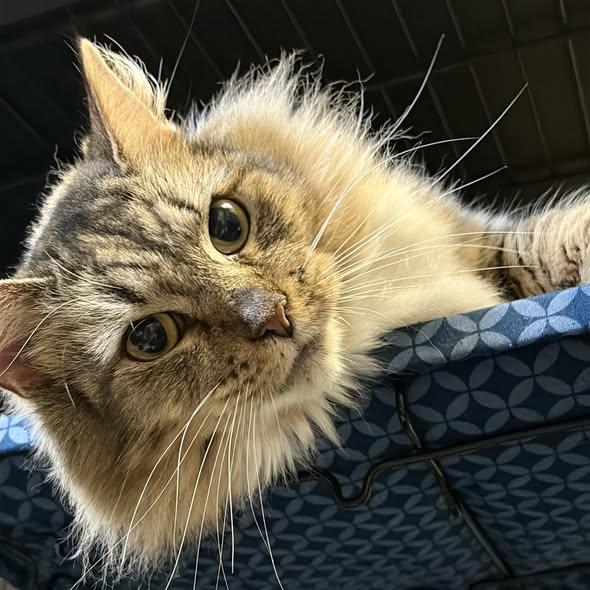 Enlarge Annie Mae, a Adoptable Dilute Calico in Monticello, IL image 2/4