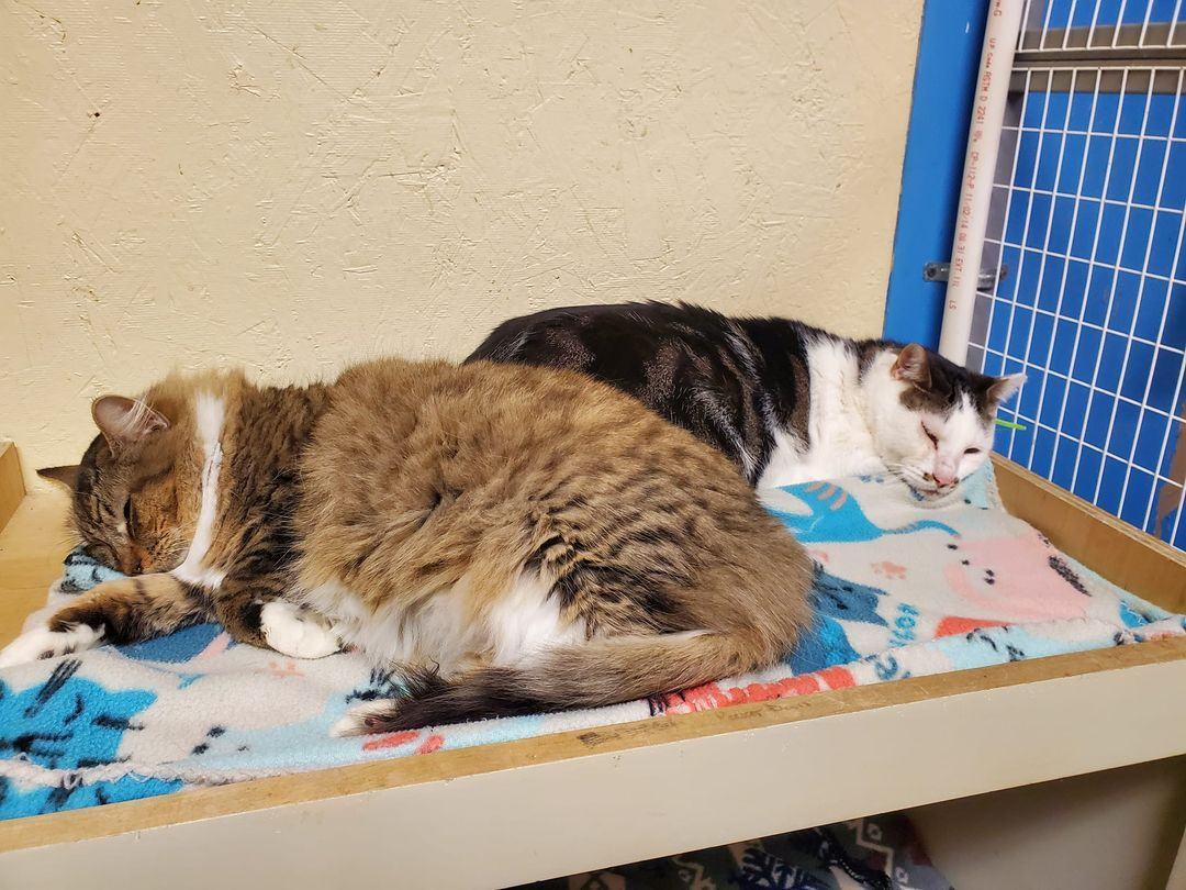 Enlarge Annie Mae, a Adoptable Dilute Calico in Monticello, IL image 3/4