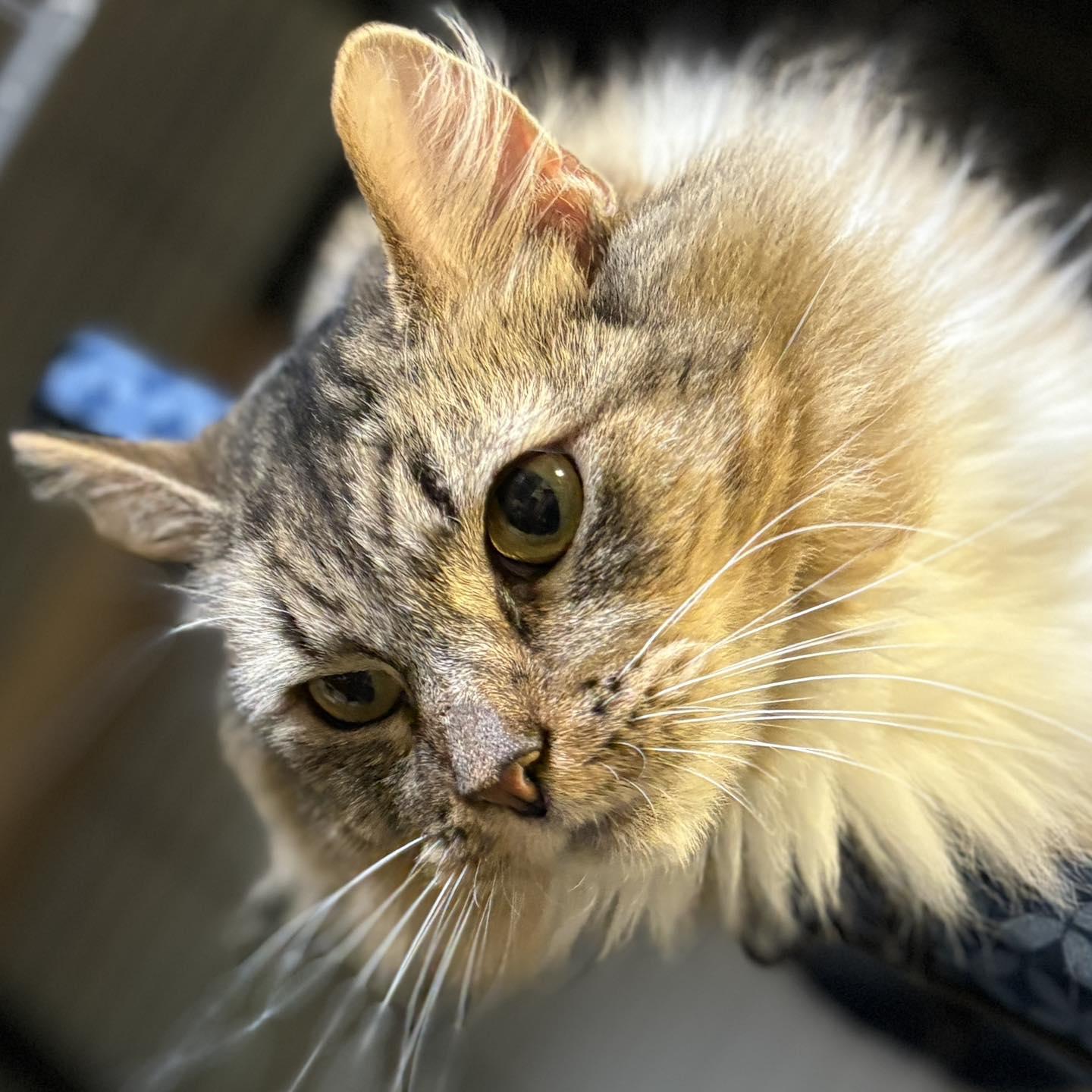 Enlarge Annie Mae, a Adoptable Dilute Calico in Monticello, IL image 4/4