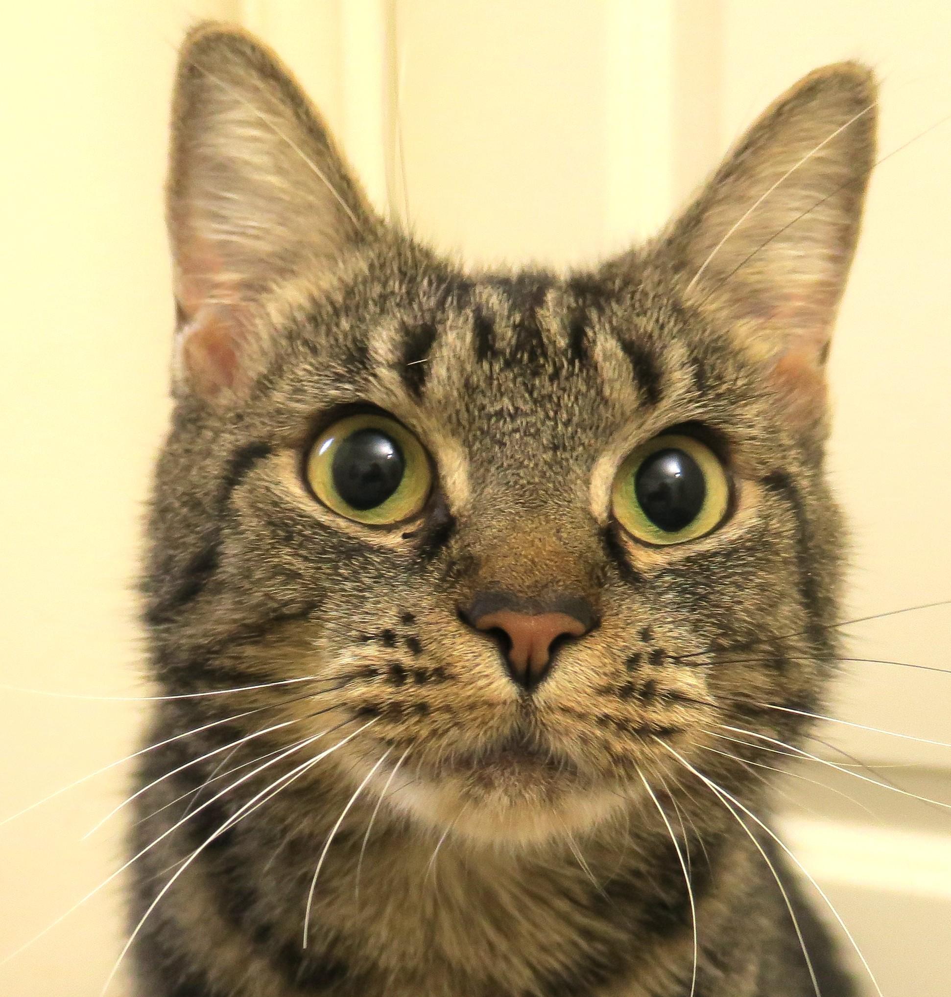 Ella Belle, ADOPTABLE, Young Female Tabby.