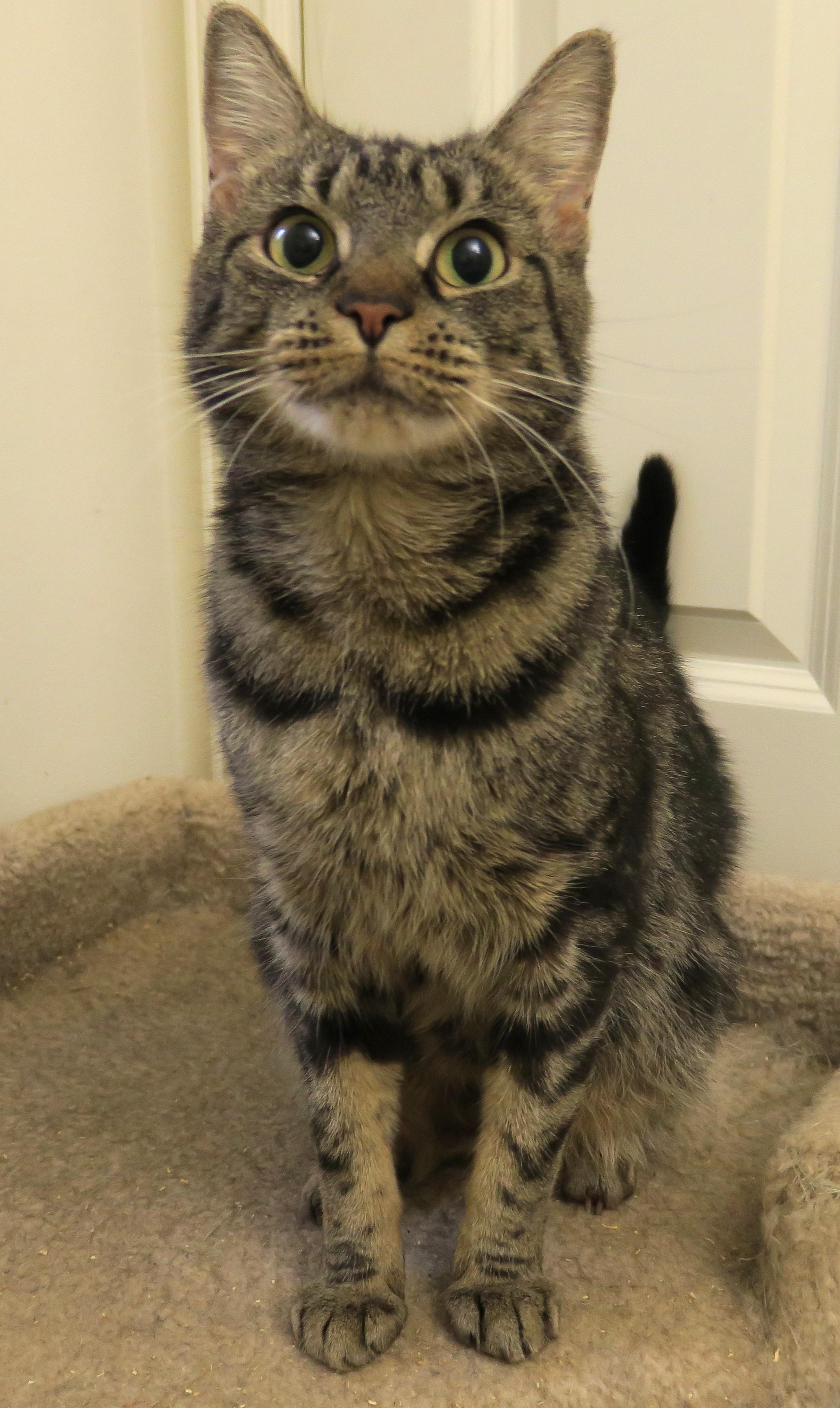 Enlarge Ella Belle, a ADOPTABLE mixed breed in Bow, WA image 5/6