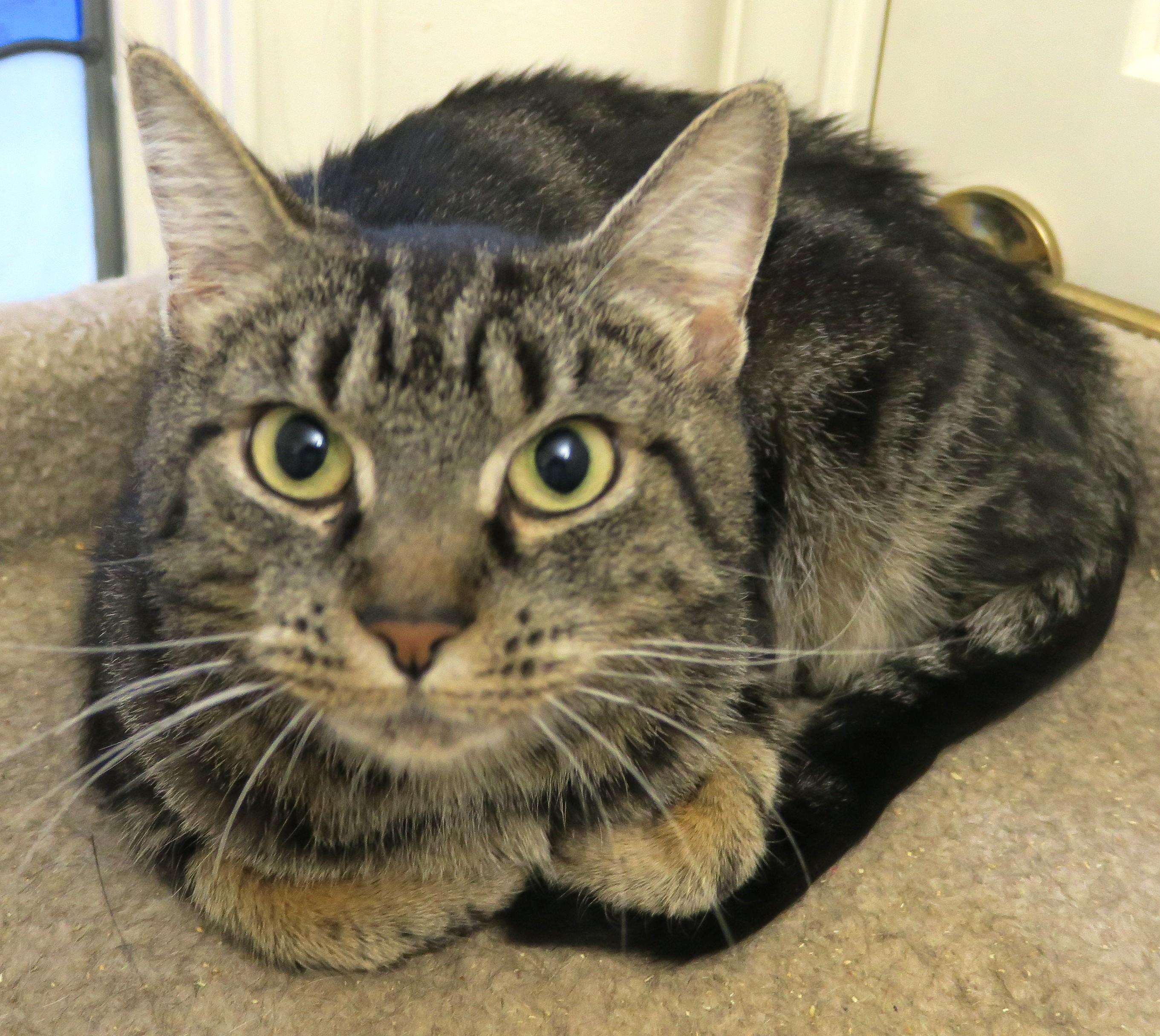 Enlarge Ella Belle, a ADOPTABLE mixed breed in Bow, WA image 2/6