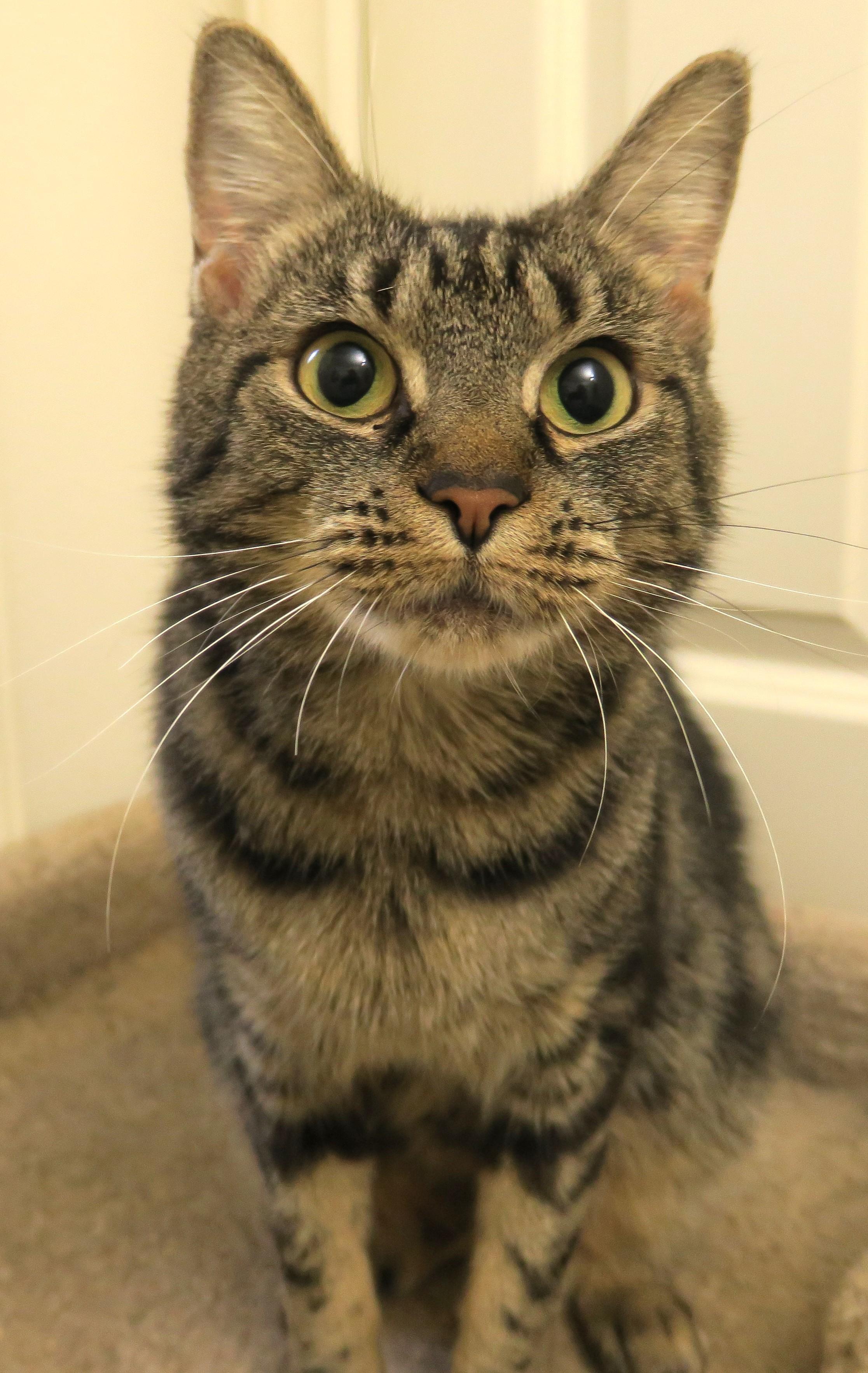 Enlarge Ella Belle, a ADOPTABLE mixed breed in Bow, WA image 3/6