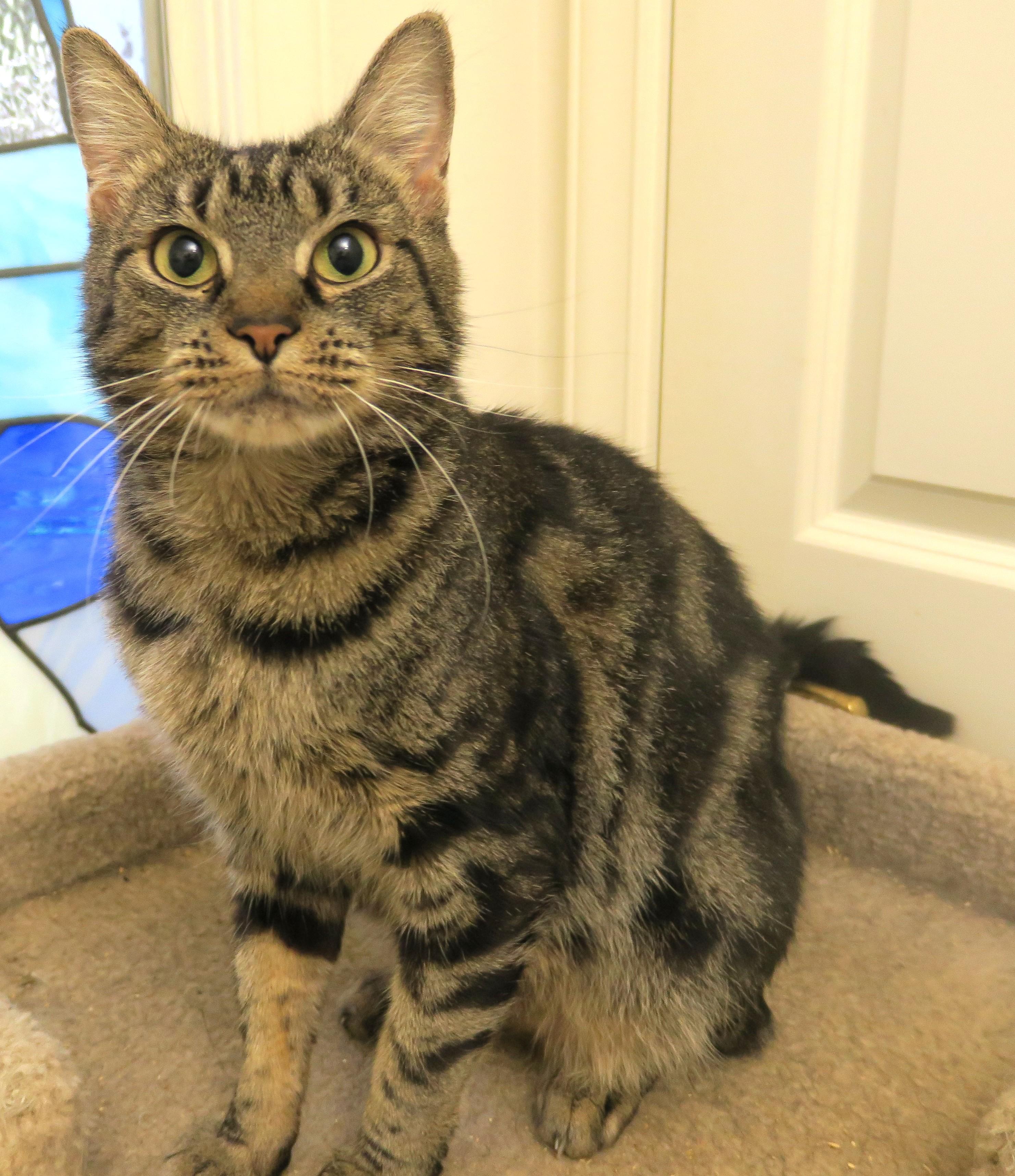 Enlarge Ella Belle, a ADOPTABLE mixed breed in Bow, WA image 4/6