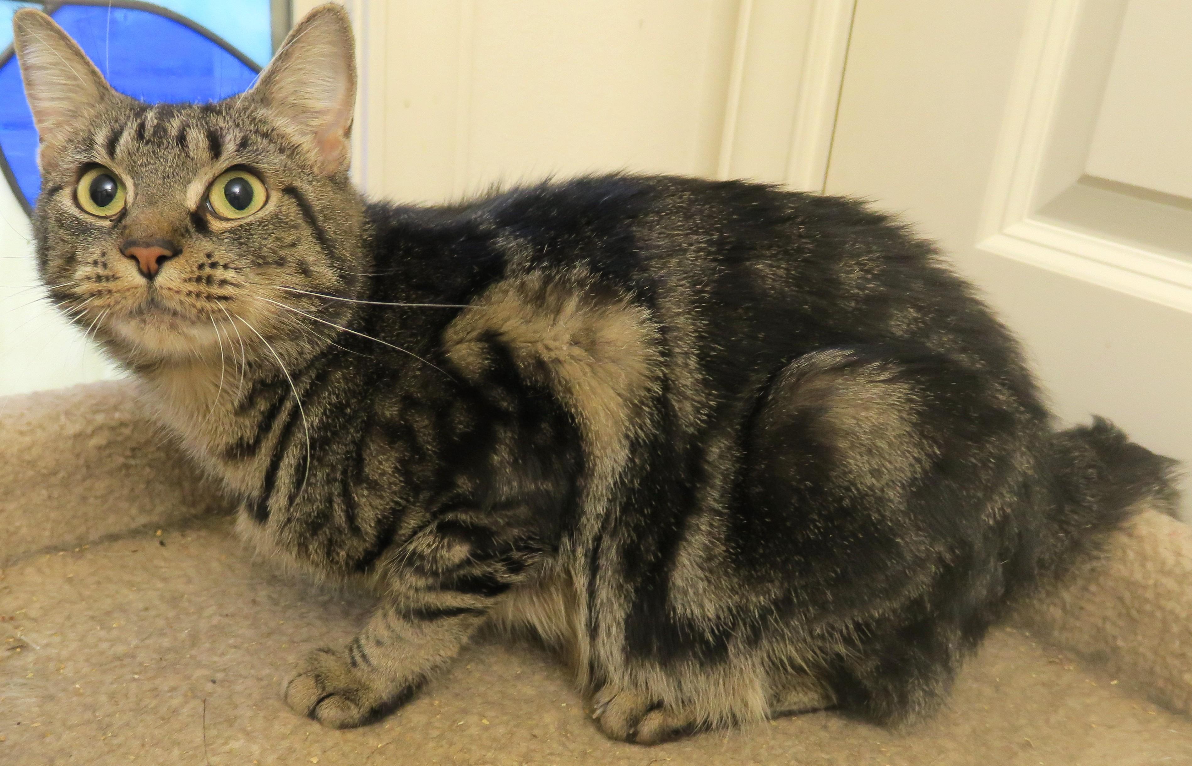 Enlarge Ella Belle, a ADOPTABLE mixed breed in Bow, WA image 6/6