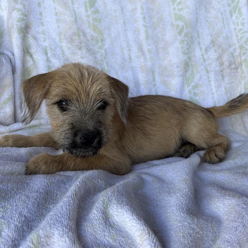 Rosie, Adoptable, Puppy Female Standard Schnauzer.