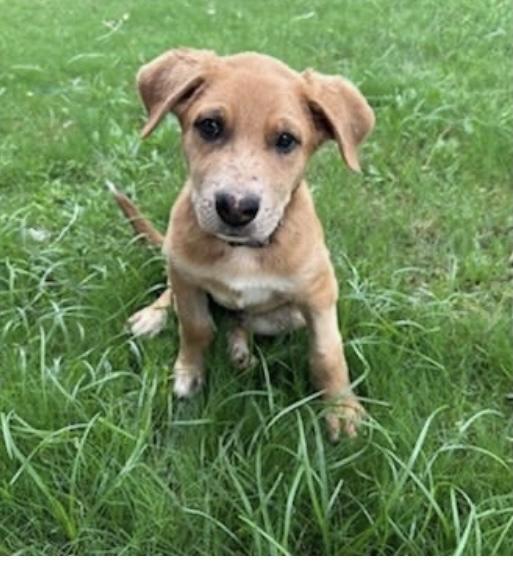 Enlarge Graham, a Adoptable mixed breed in Tehachapi, CA image 2/4