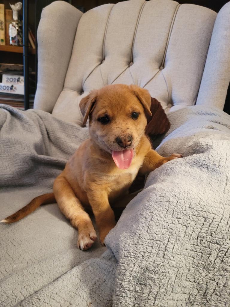 Enlarge Graham, a Adoptable mixed breed in Tehachapi, CA image 3/4