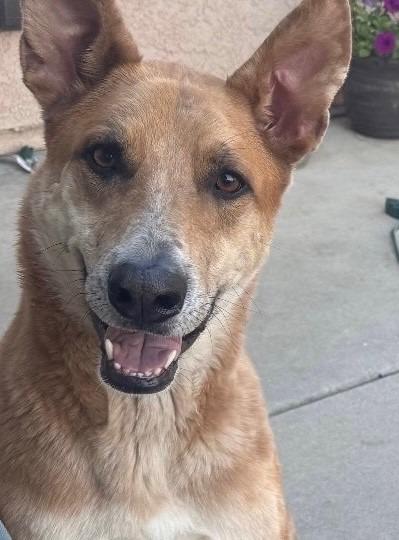 Enlarge Graham, a Adoptable mixed breed in Tehachapi, CA image 4/4