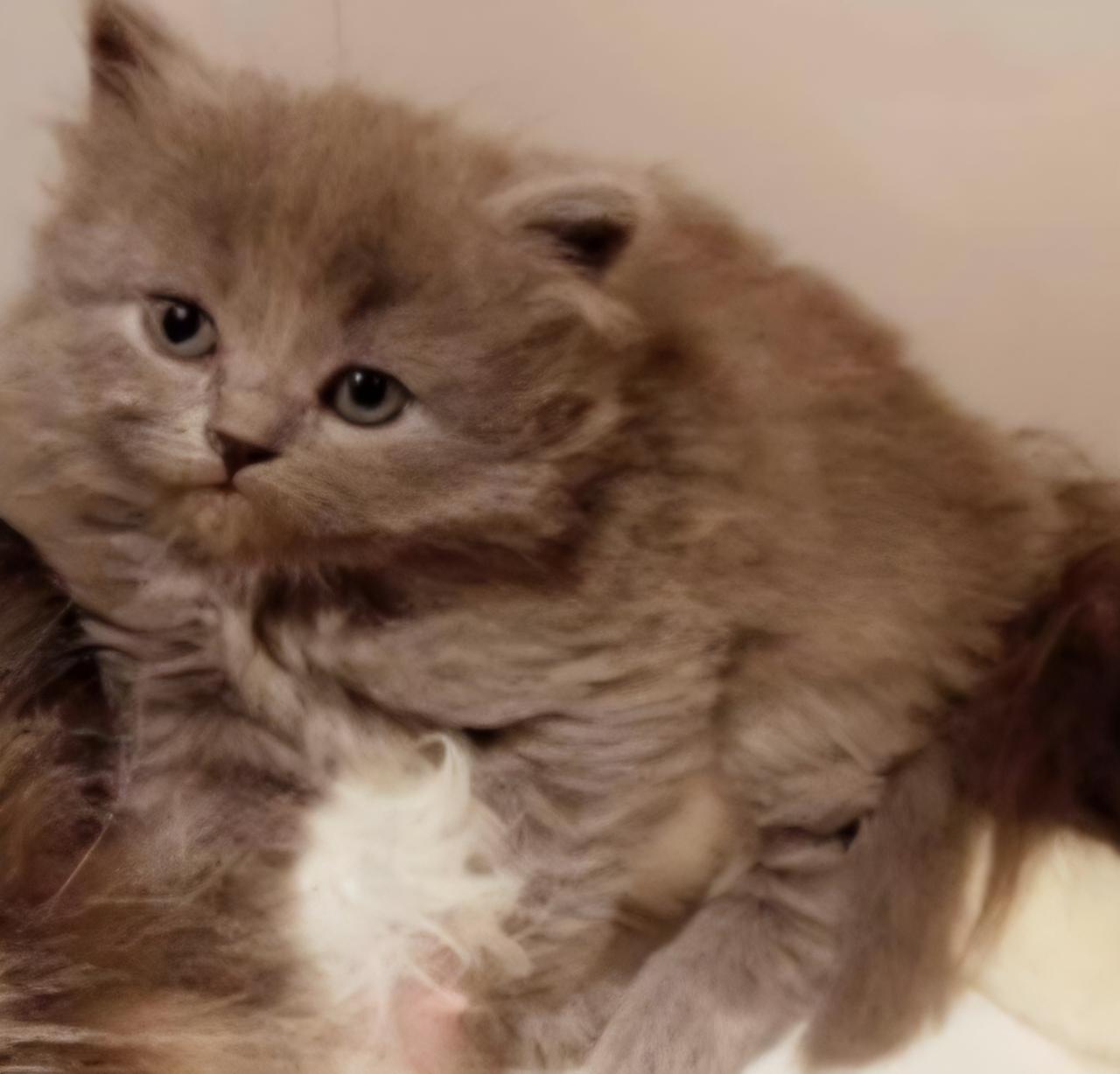 Shadow, Adopted, Young Male Persian.