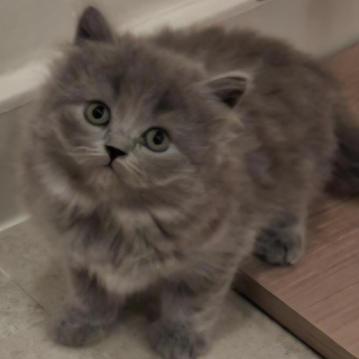 Enlarge Shadow, a Adopted Persian in Snow Hill, MD image 3/4