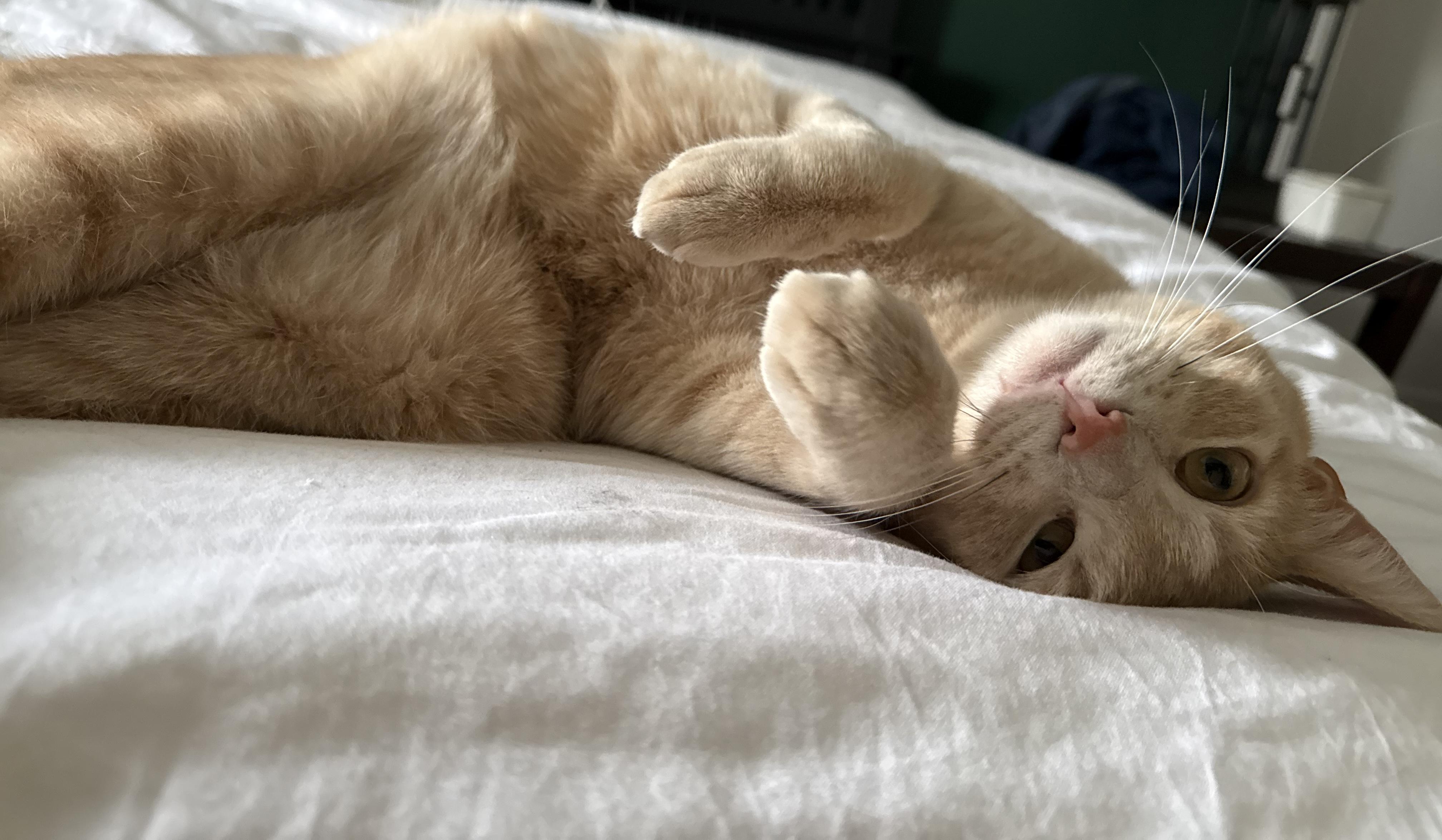 Archie (Archibald), adoptable, Adult Male Domestic Short Hair.
