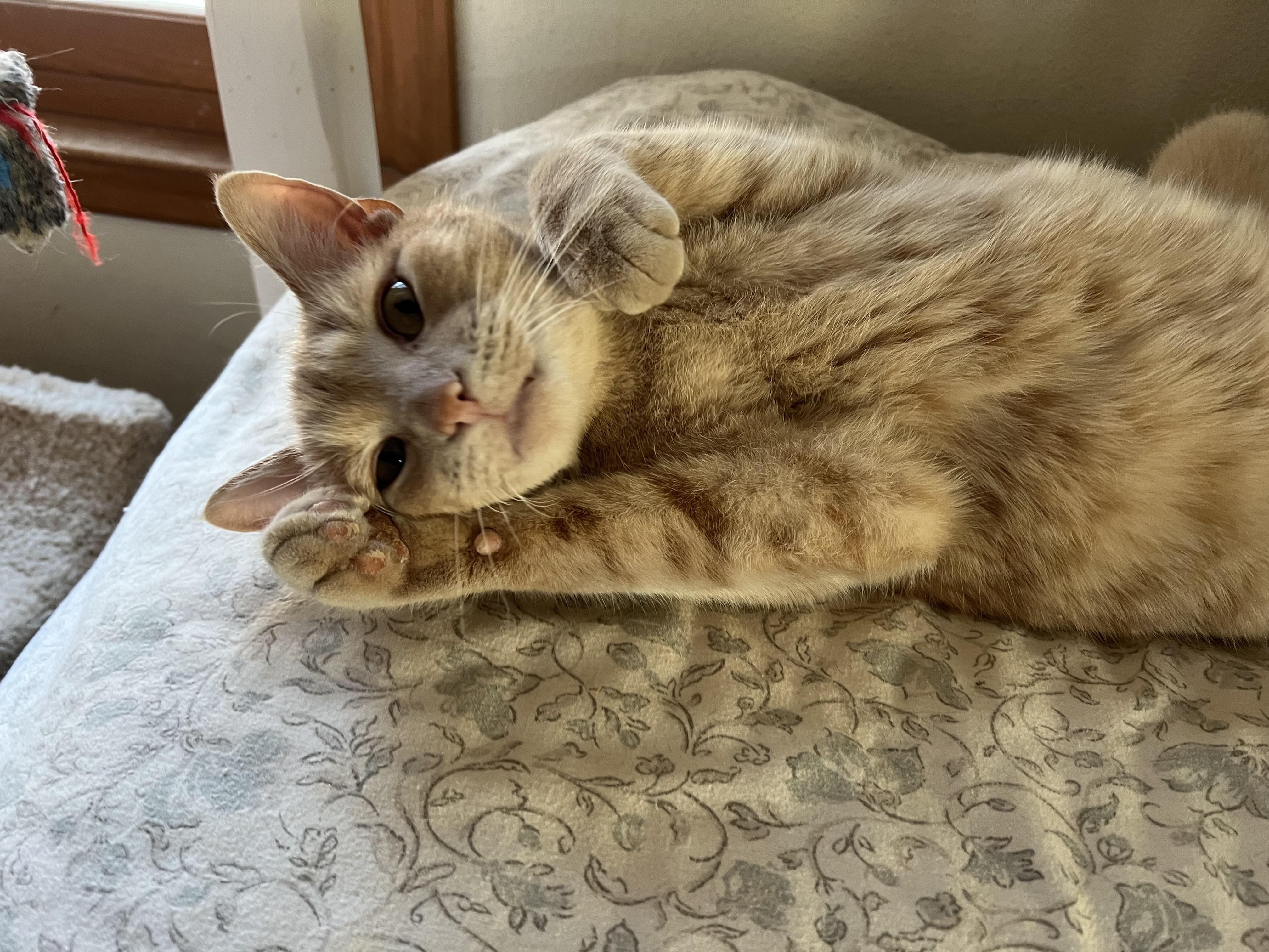 Enlarge Archie (Archibald), a ADOPTABLE Domestic Short Hair in Roseville, MN image 2/6