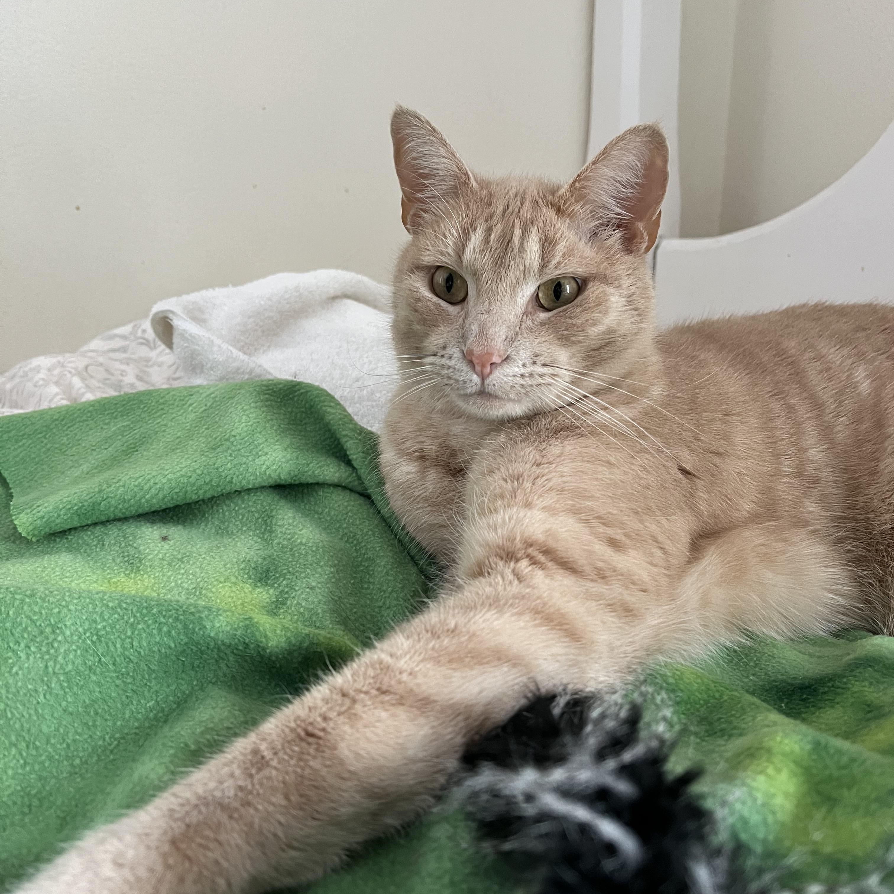 Enlarge Archie (Archibald), a ADOPTABLE Domestic Short Hair in Roseville, MN image 3/6