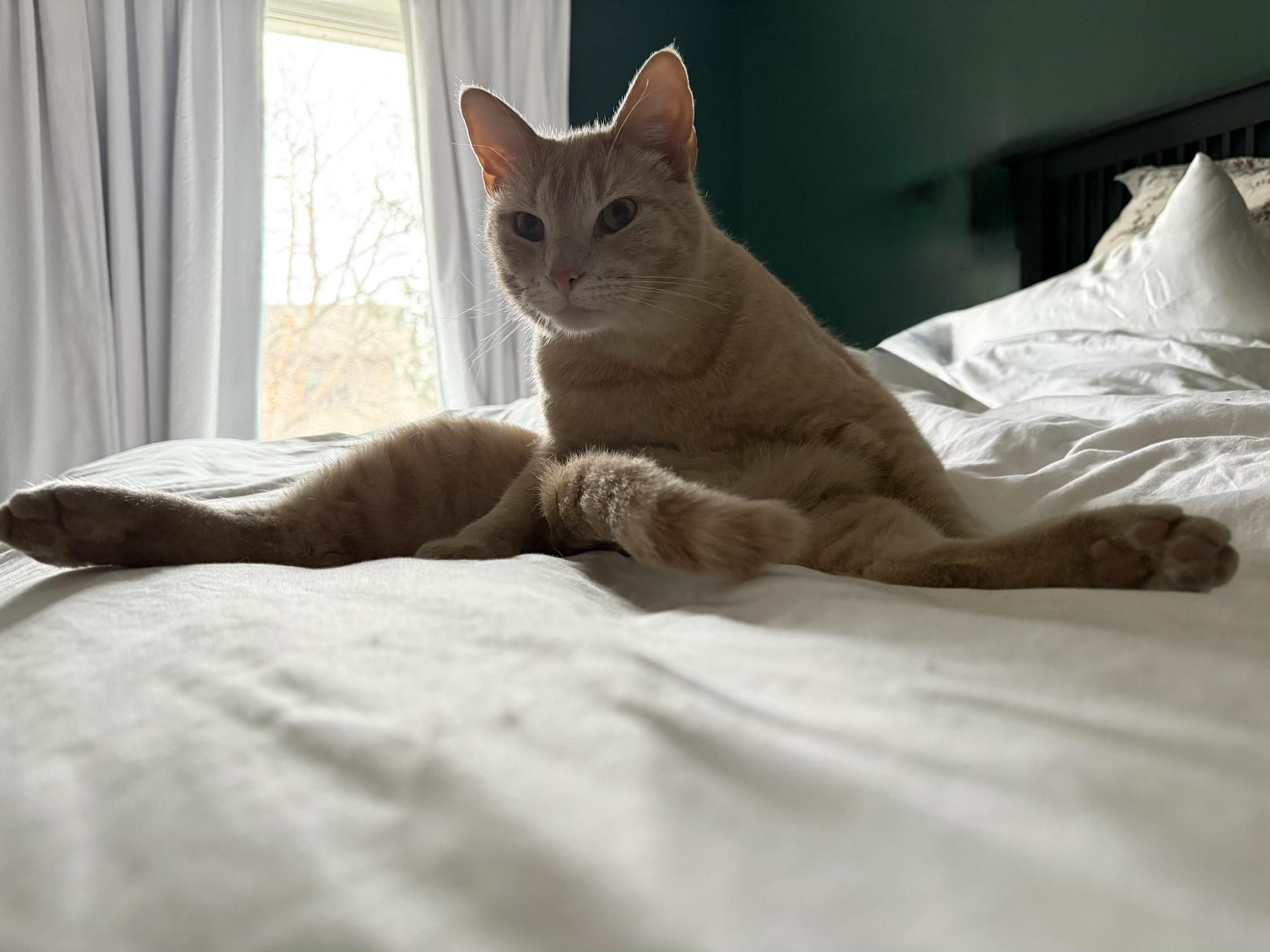 Enlarge Archie (Archibald), an adoptable Domestic Short Hair in Roseville, MN image 1/5