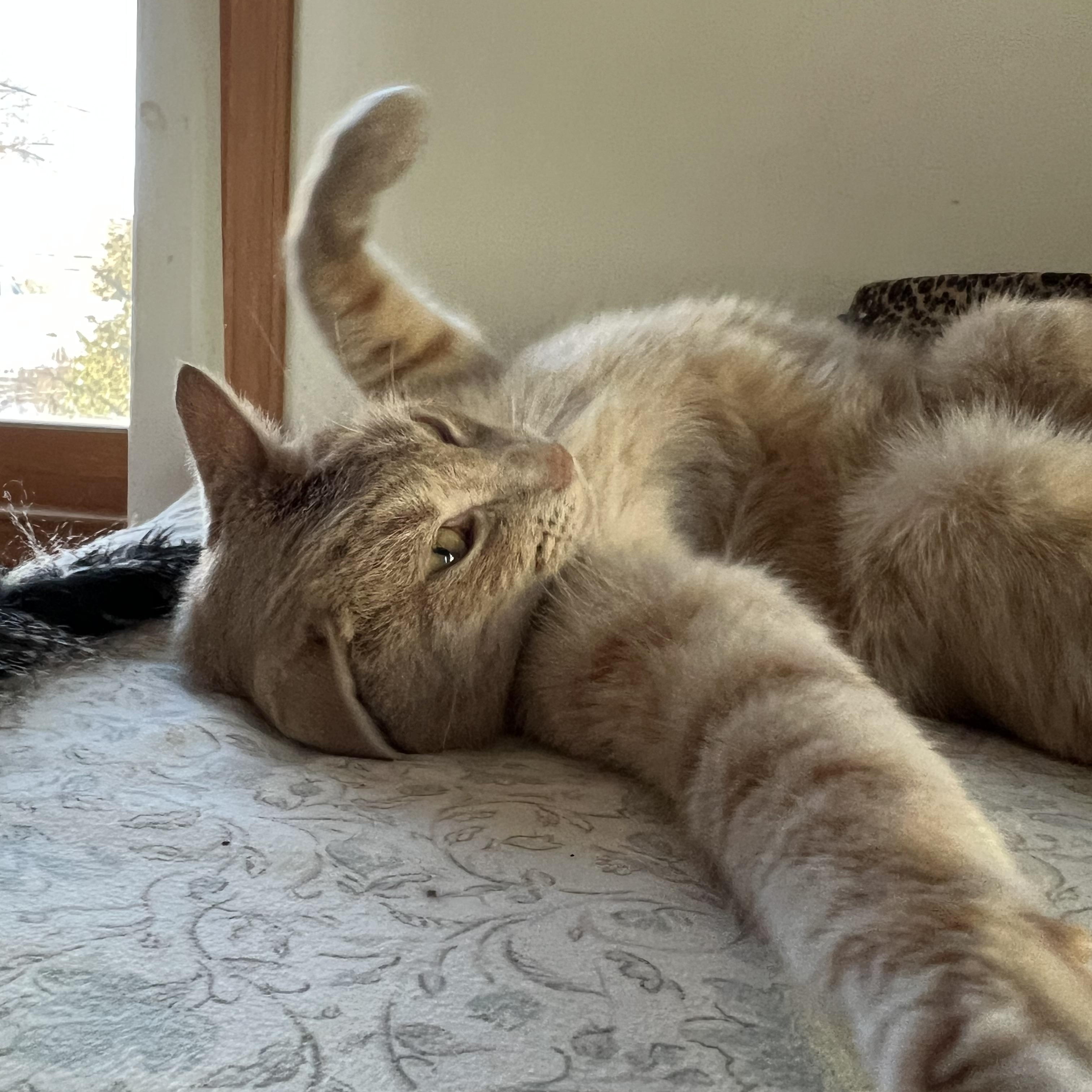 Enlarge Archie (Archibald), a ADOPTABLE Domestic Short Hair in Roseville, MN image 5/6