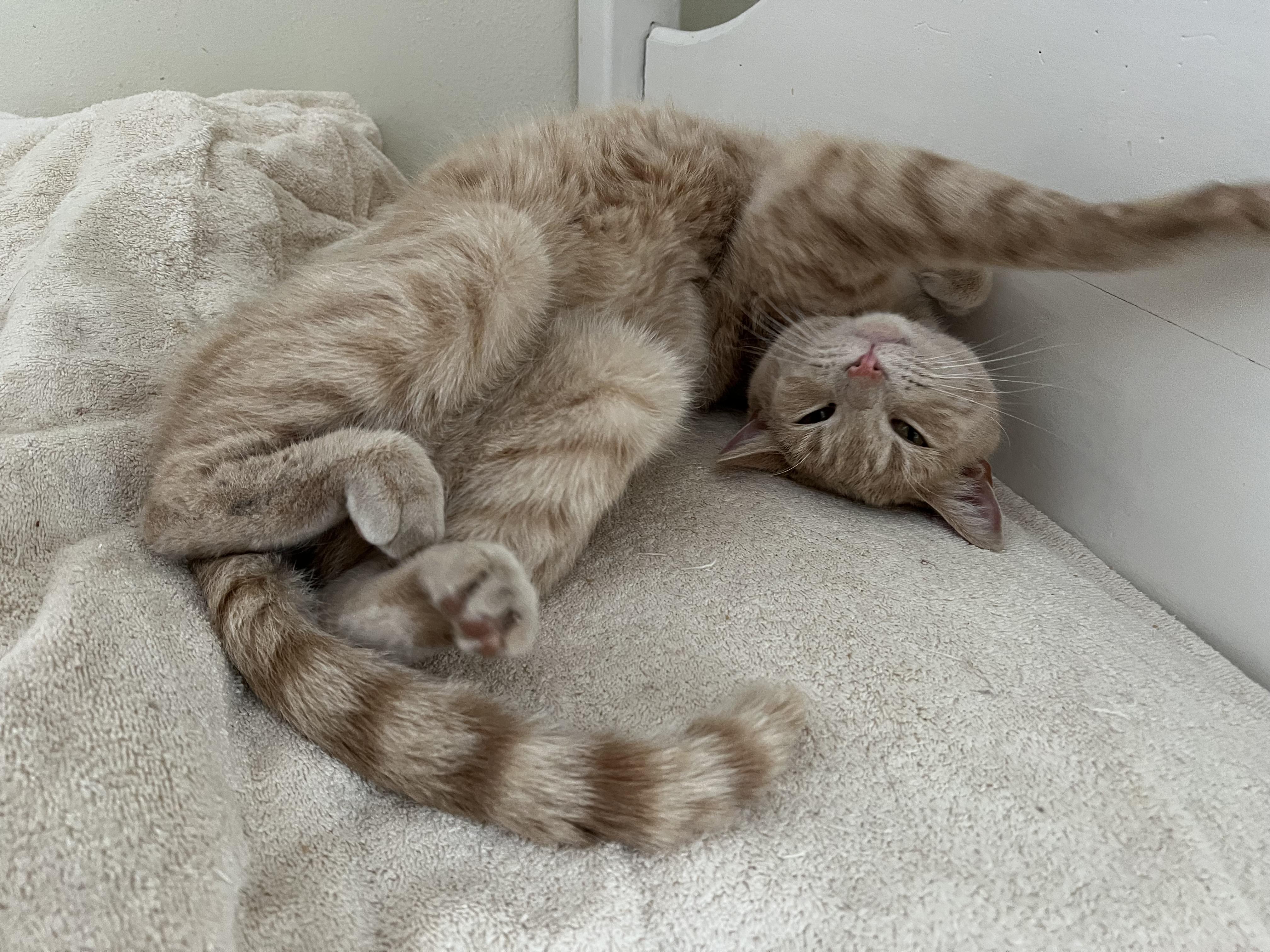 Enlarge Archie (Archibald), a ADOPTABLE Domestic Short Hair in Roseville, MN image 4/6