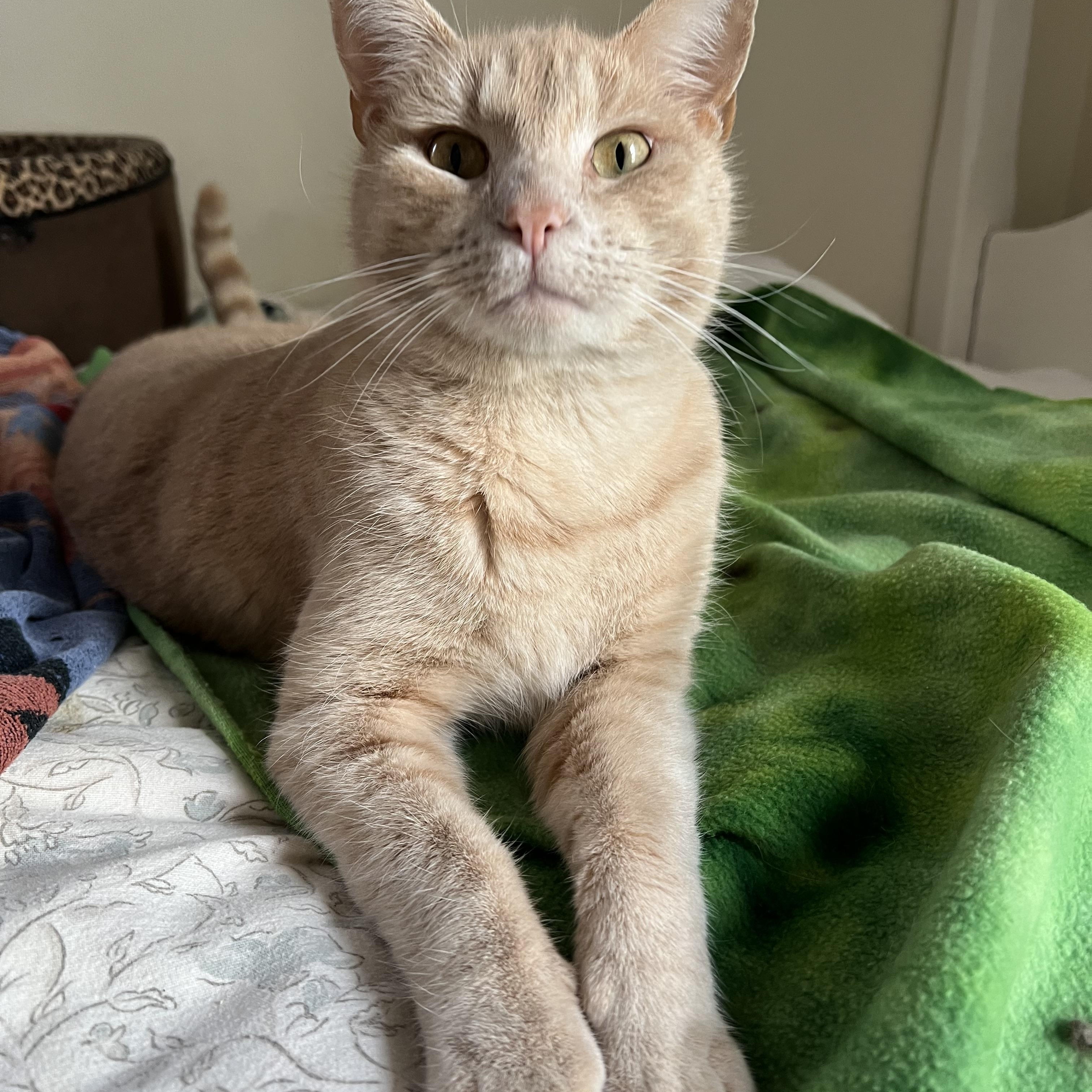 Enlarge Archie (Archibald), a ADOPTABLE Domestic Short Hair in Roseville, MN image 6/6